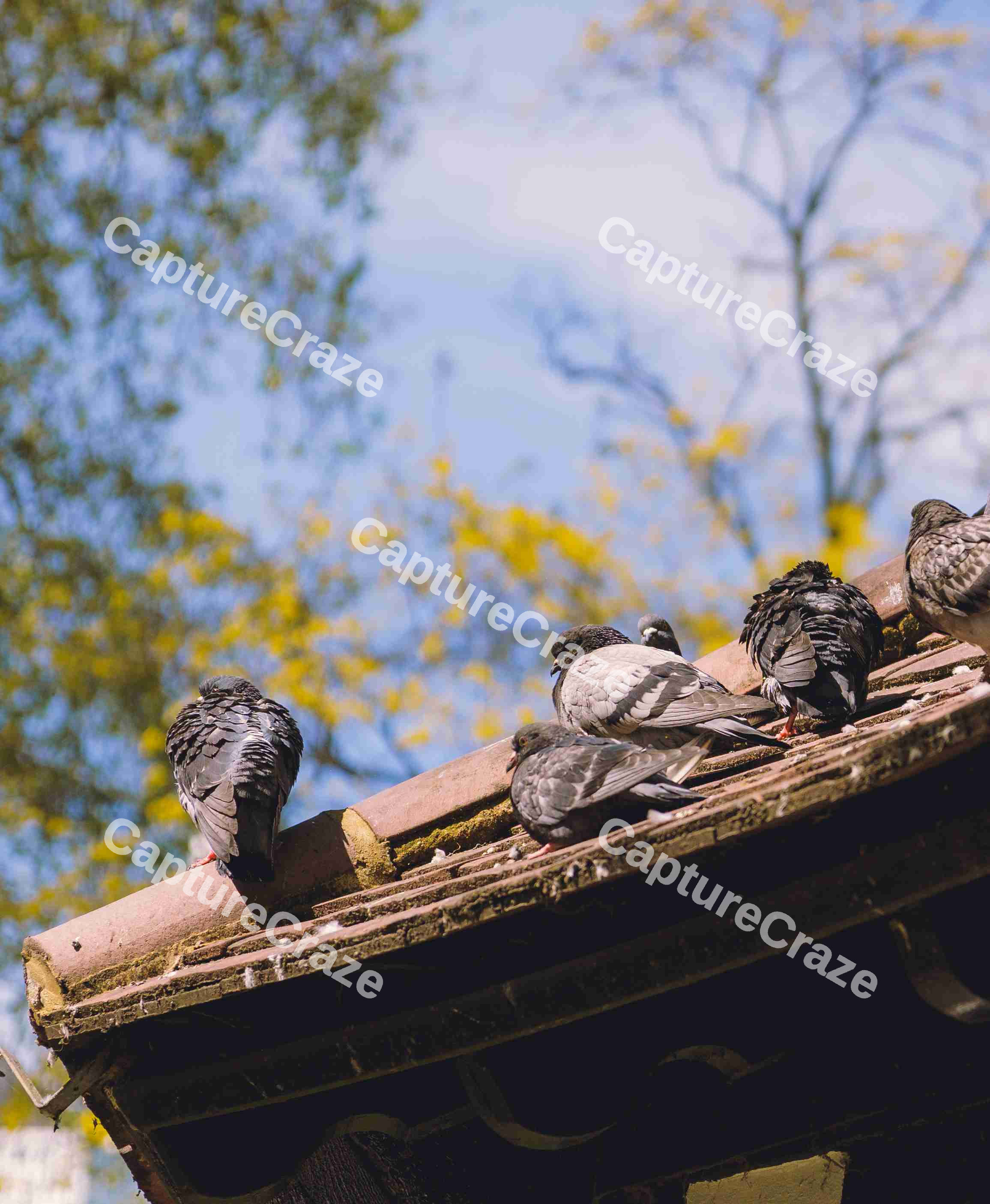 Birds of a Flock